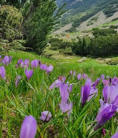 Appartamento Belvedere Holidey Clab L403 *