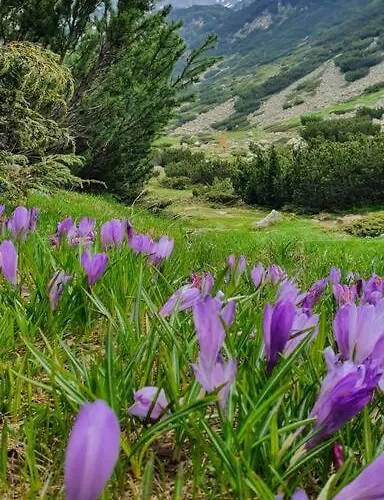 Apartment Belvedere Holidey Clab L403 *